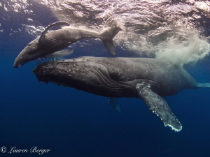 After spending several days with this mama and calf at Ro... by Lauren Berger 